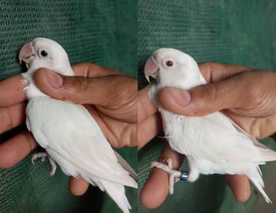 lovebirds