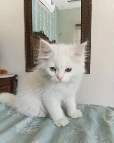 Persian kittens