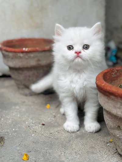 2 female Persian cats