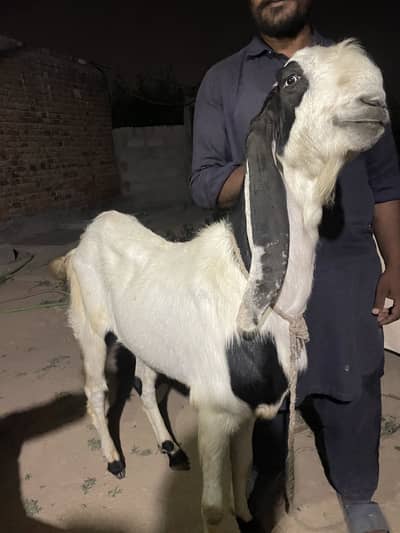 Rajanpuri bakra