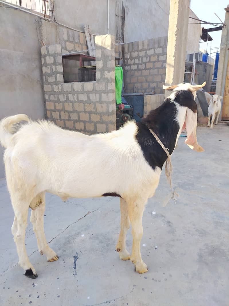 Bakra 0