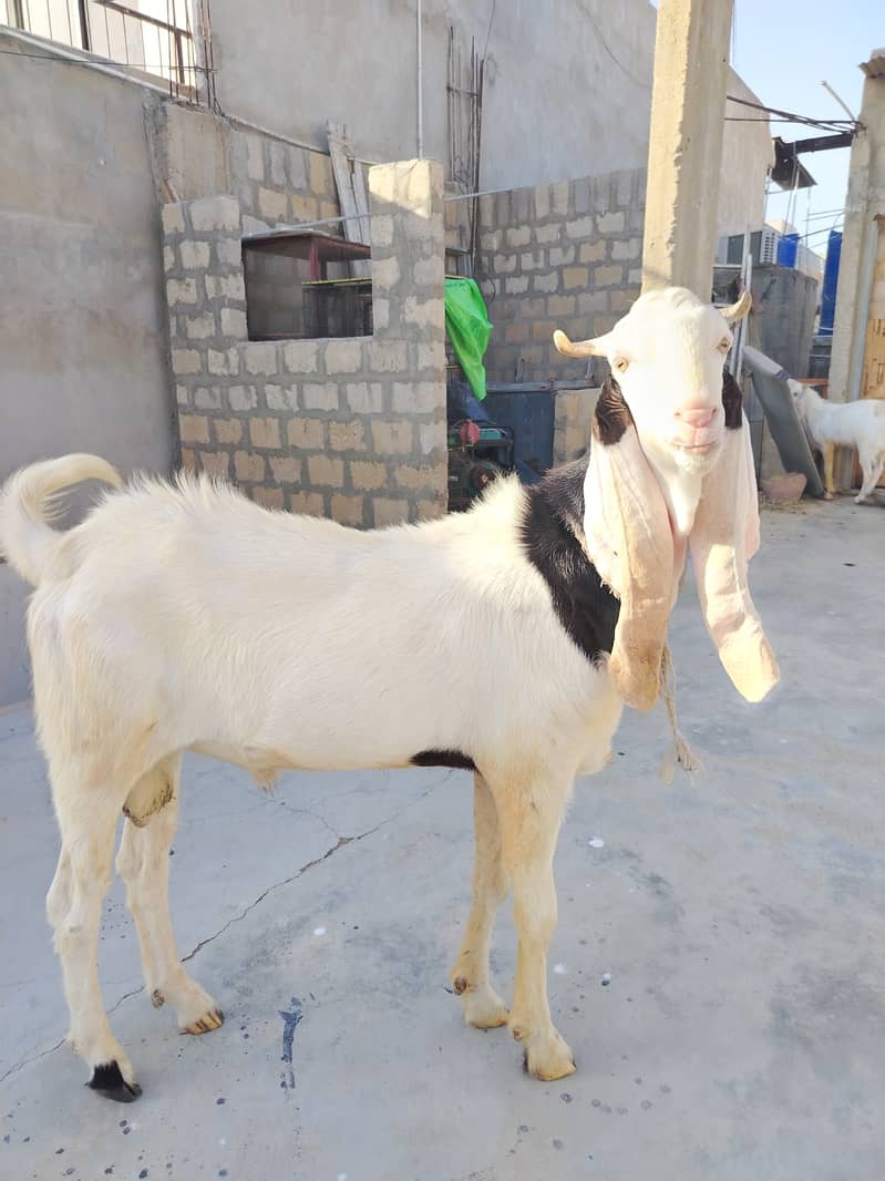 Bakra 1