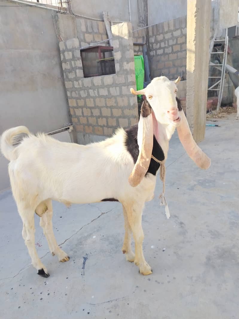 Bakra 2
