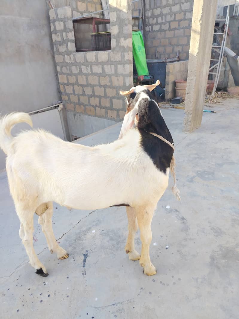 Bakra 3