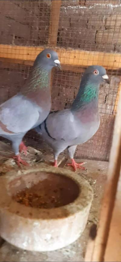 all birds for sale