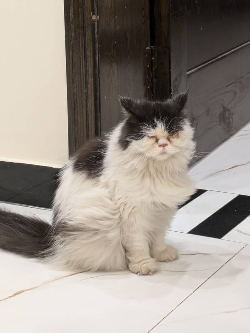 punch face cat 1