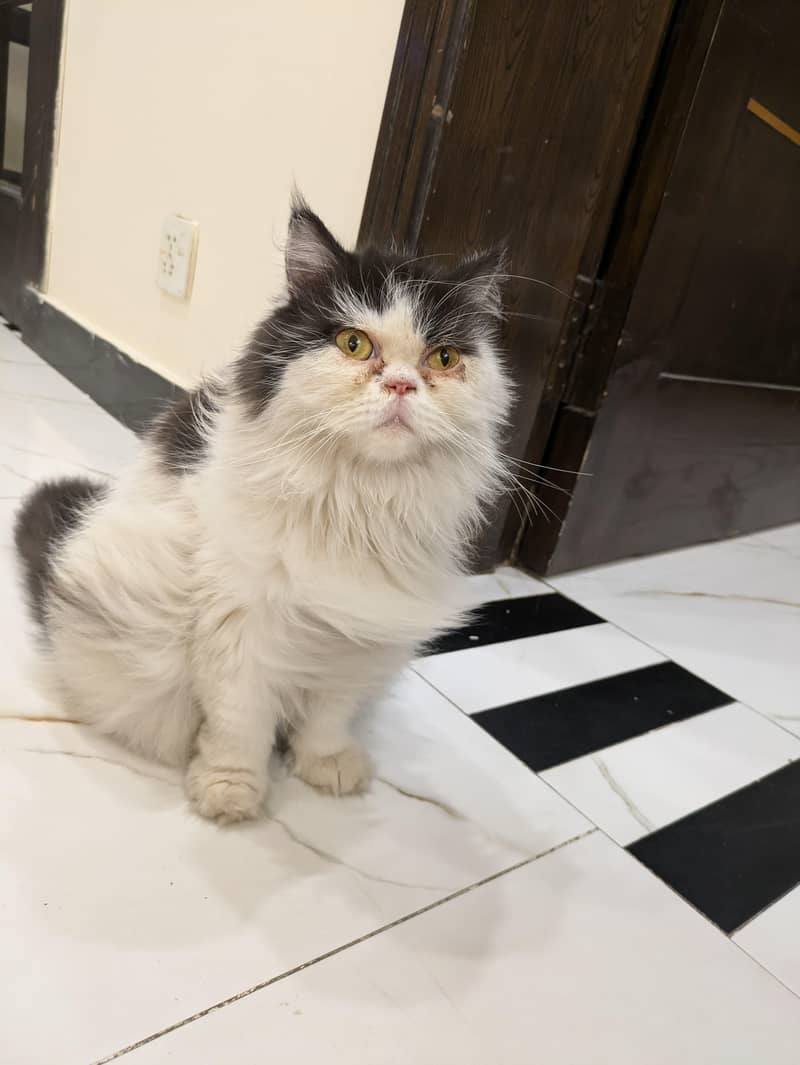 punch face cat 2