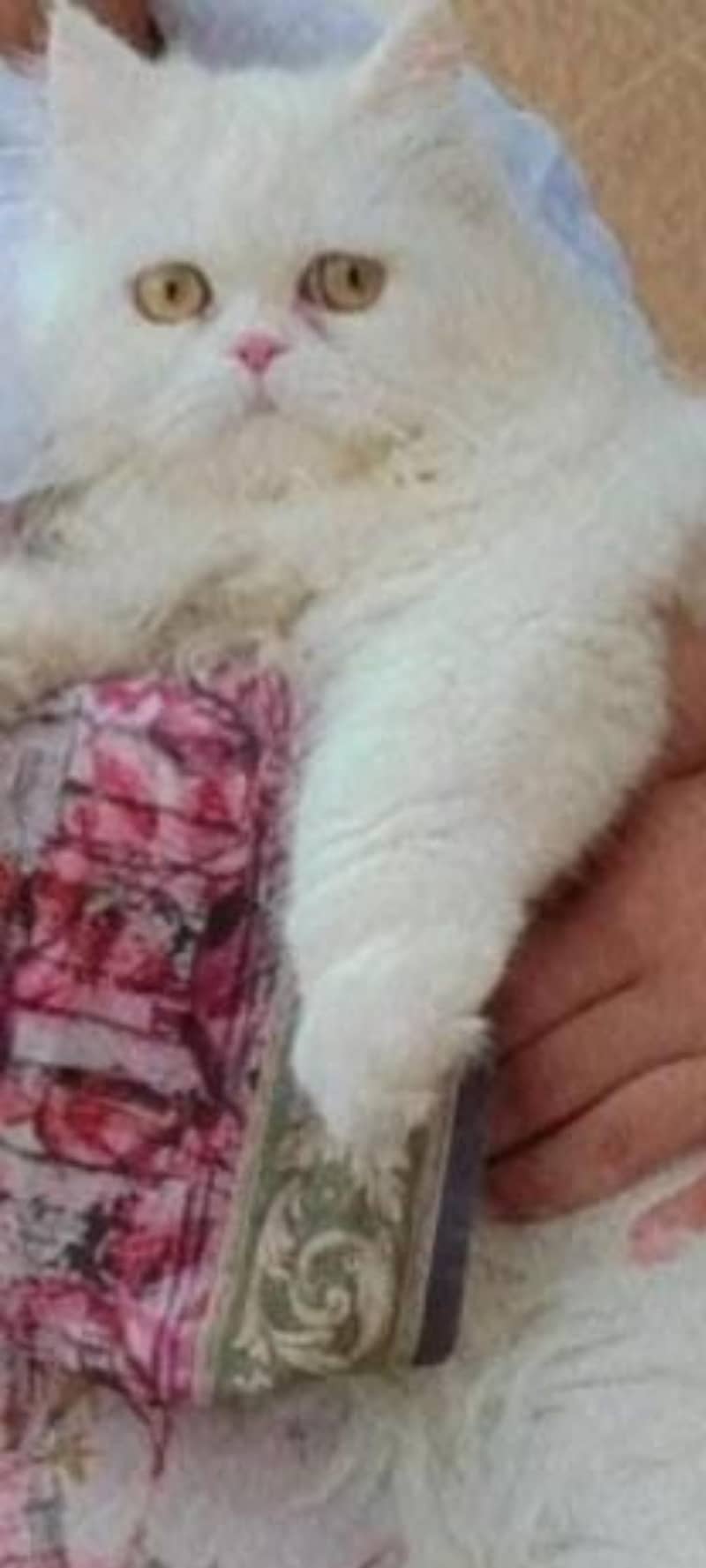 punch face cat 3