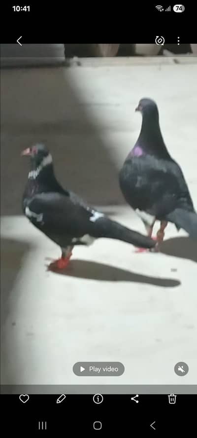 pair active and beautiful