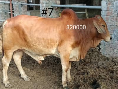 BULL COW WACHA FOR QURBANI 03104594900 /03476585599