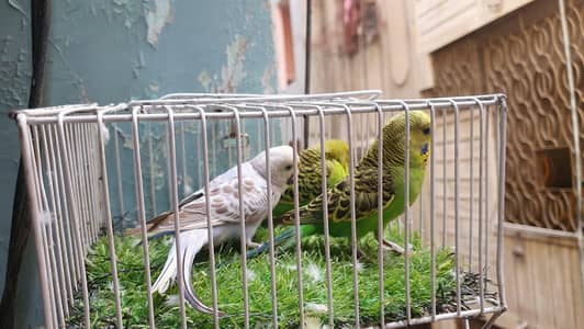 Undersize Budgies/ TCB Exhibition patha/ Exhibition Hogo Working patha