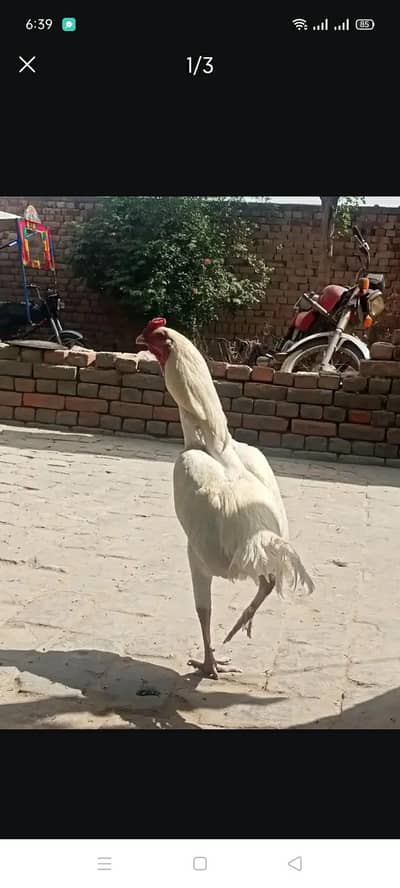 heera patha for sale