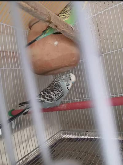 king size confirm breeder pair + 1 pair green bugies without cage