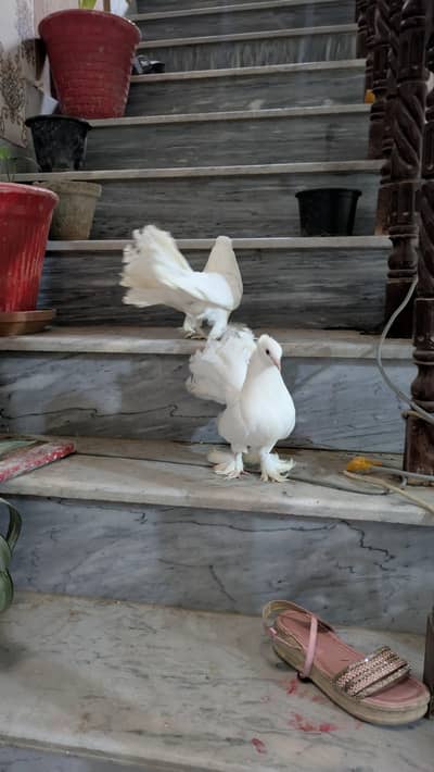 Breedar pair for sale