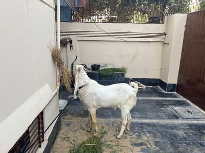 Andu bakra goat