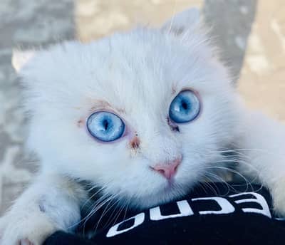 CAT Persian cat top quality