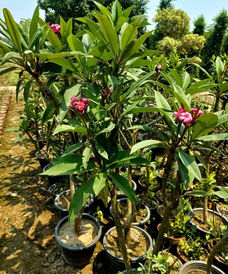 Plant 1