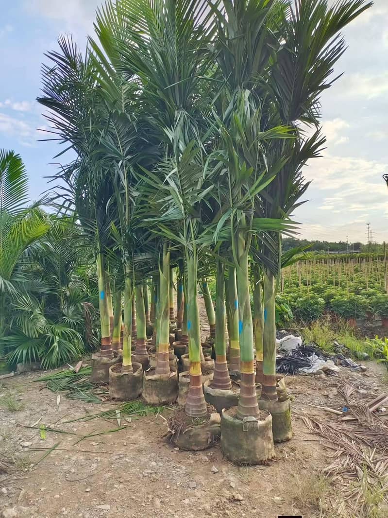 Plant 3