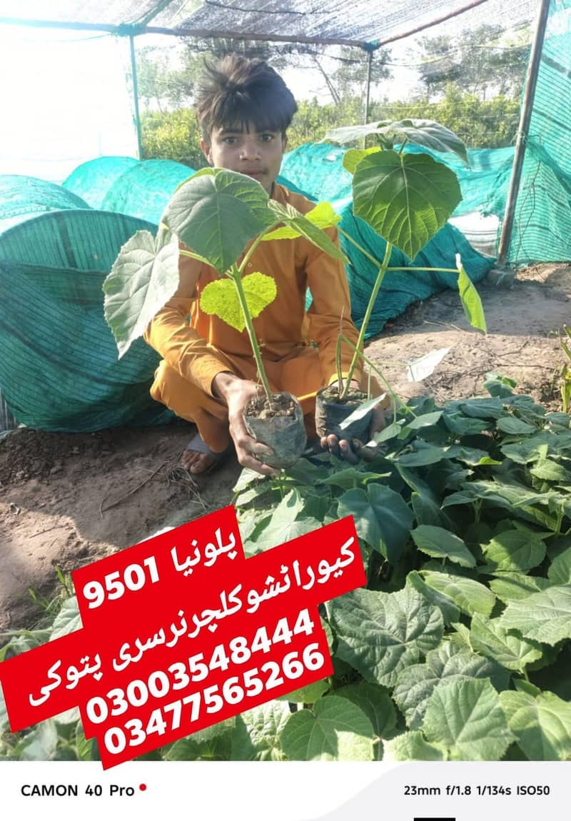 Plant 4