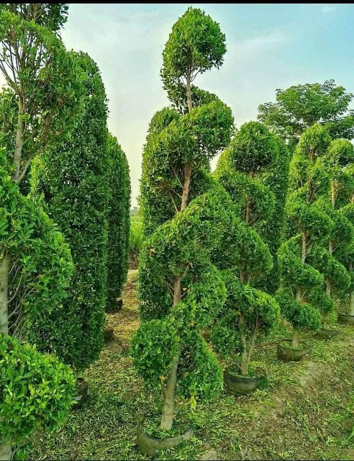 Plant 6