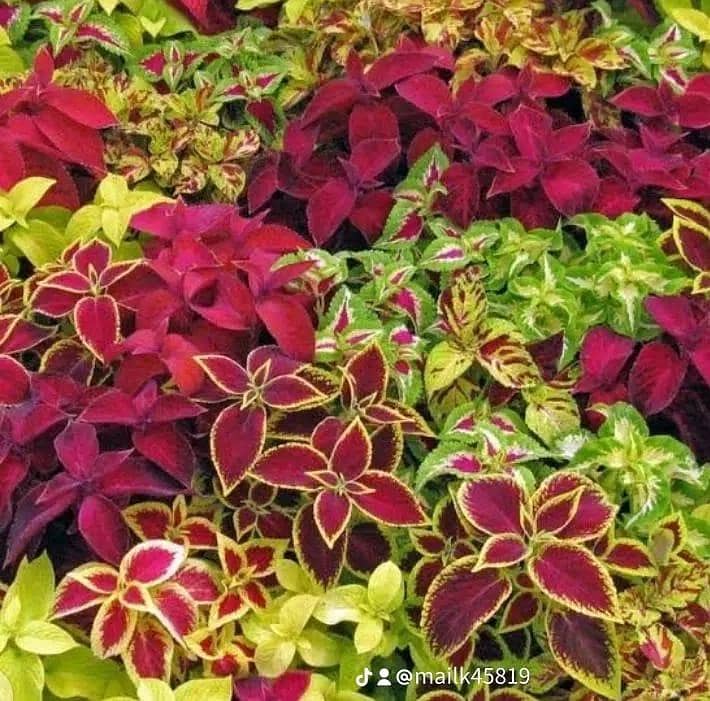 Plant 9