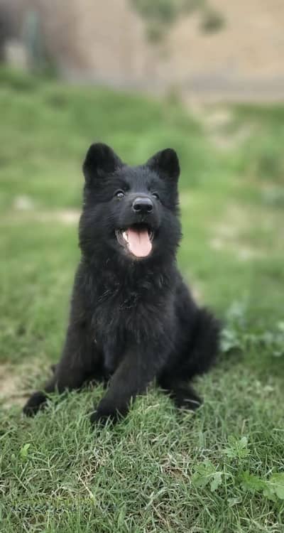 Black shepherd female non pedigree