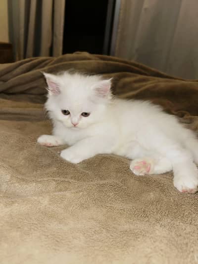 Persian kittens available