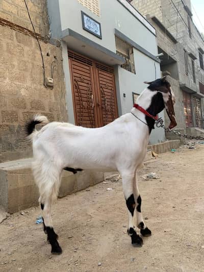 Bakra for sale