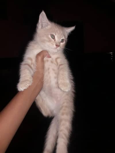 FEMALE PERSIAN CAT