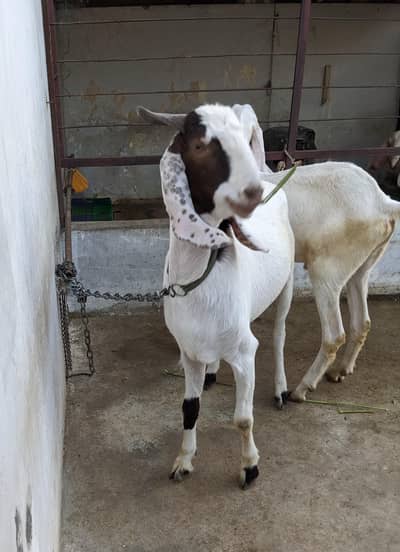 Kamori tapra Bakra 2 Dant