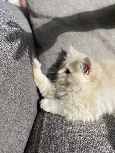 Fluffy Ginger and Cream Kitten for Sale looking for a new family