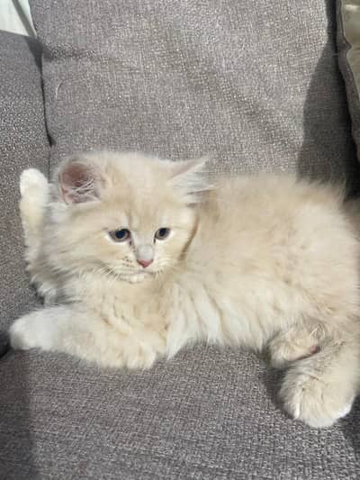 Fluffy Ginger and Cream Kitten for Sale looking for a new family