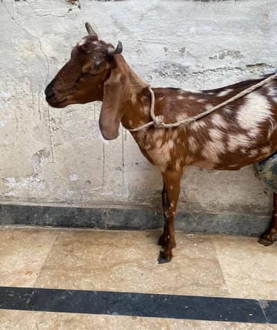 Young Milking Goat with Kid for sale