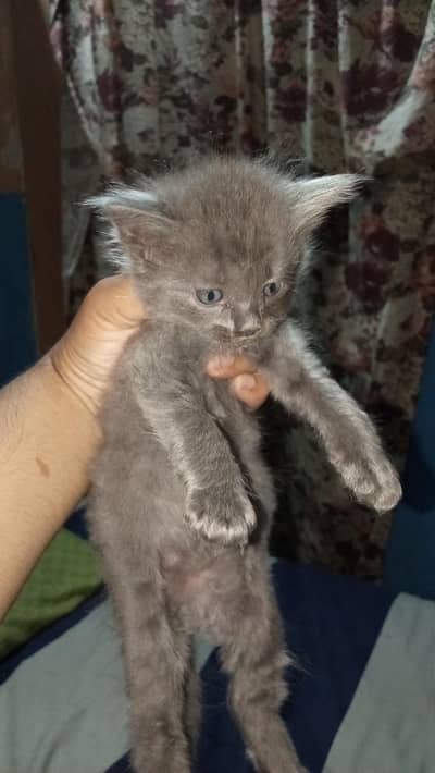 percion cats for sale