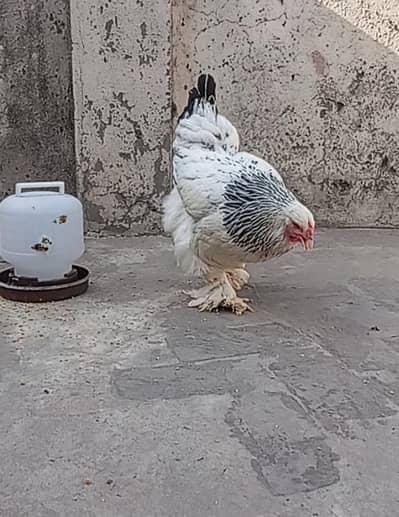 Light Columbian brahma breeder