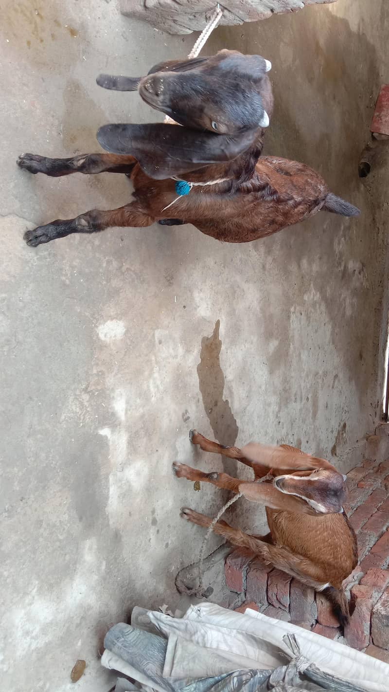 Goats 0