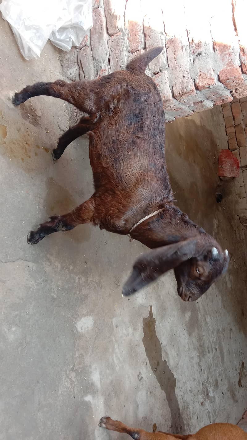 Goats 1