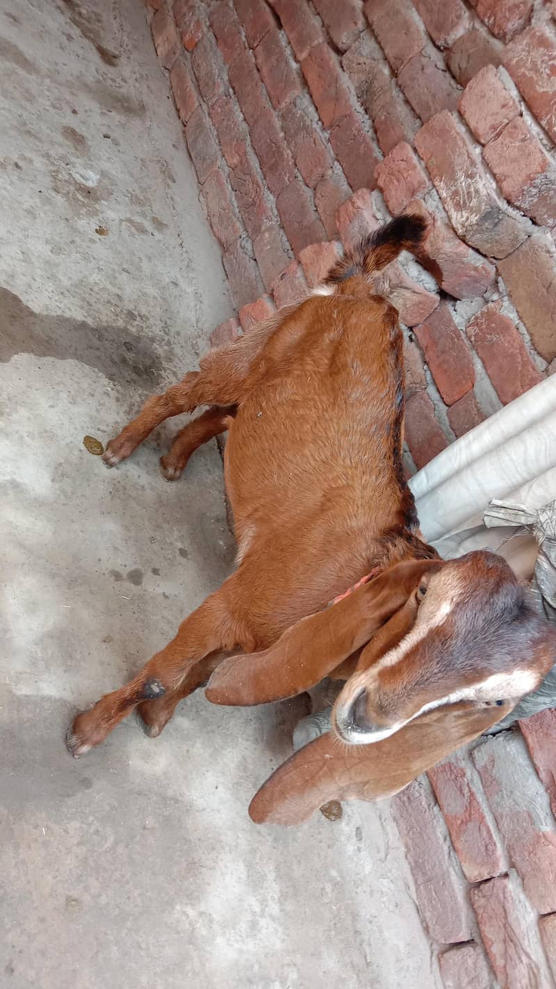 Goats 2