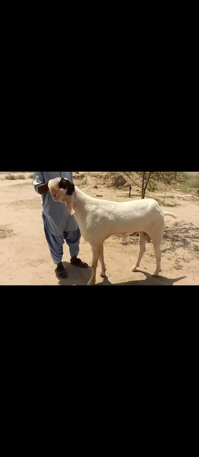 Pyaray , donday bakray munasib rates mien ap ki dehleez per