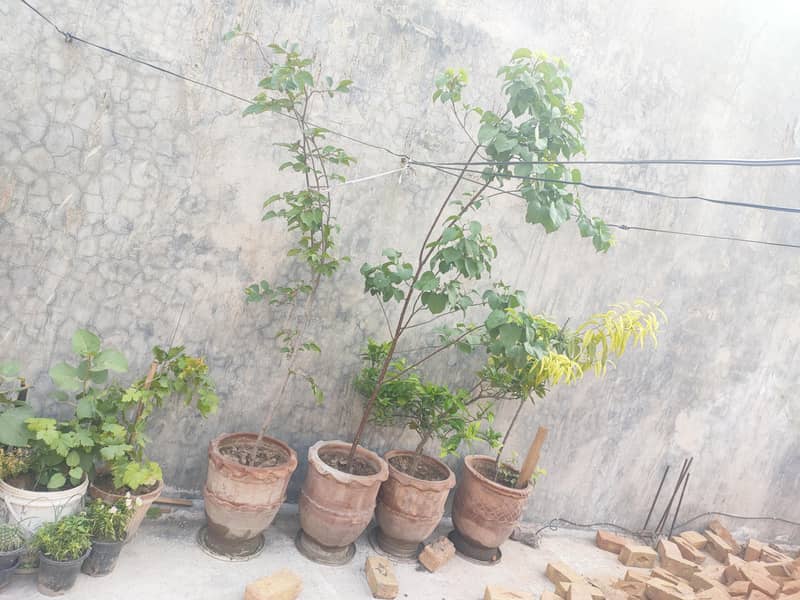 fruit  plants 0