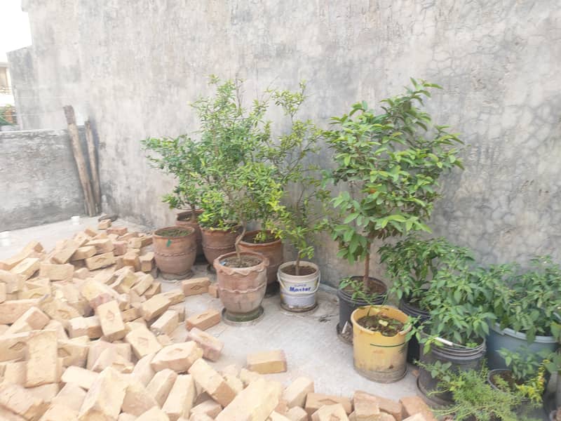 fruit  plants 1