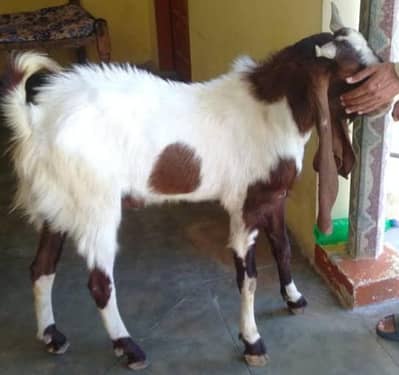Breeder/Bakra