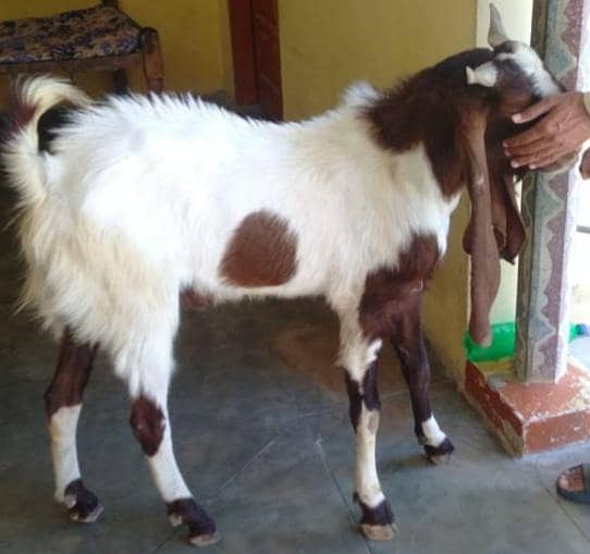 Breeder/Bakra 0