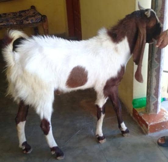 Breeder/Bakra 1
