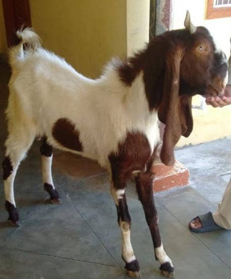 Breeder/Bakra 2