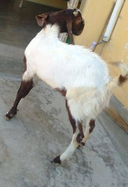 Breeder/Bakra 3