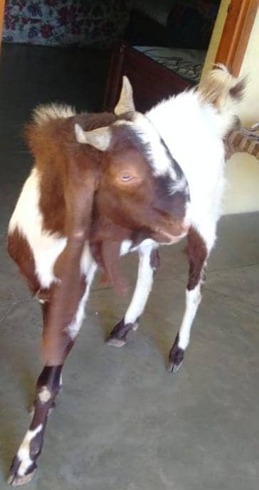 Breeder/Bakra 4