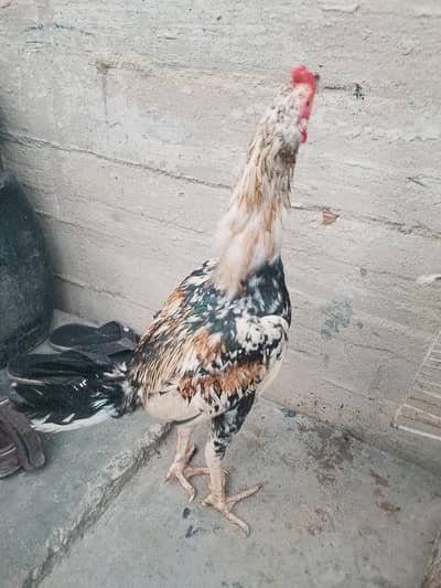 heera ke male h dono male inka white heera tha female inki black color