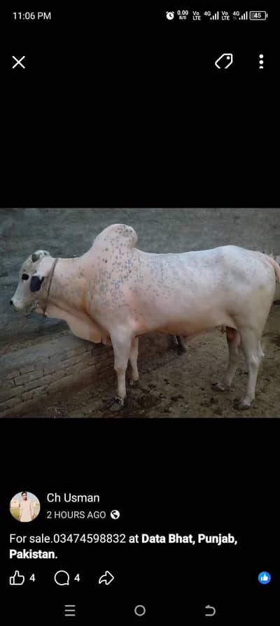 Qurbani k khob surt janwar