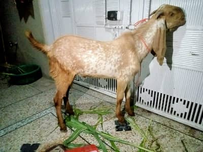 Bakra Betal For Qurbani